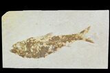 Bargain, Fossil Fish (Knightia) - Wyoming #88569-1